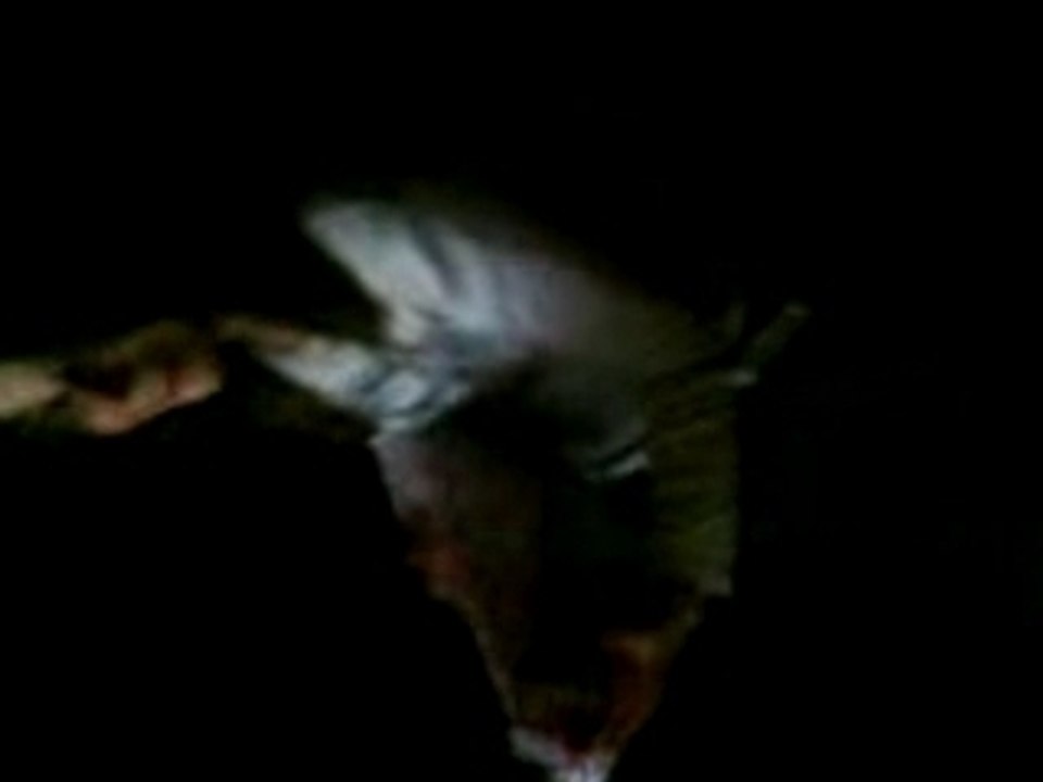 Pauline et le jambon