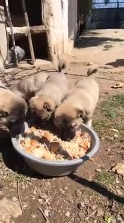 SiVAS KANGAL KOPEK YAVRULARI SABAH KAHVALTISI - SiVAS KANGAL DOG PUPPiES BREAKFAST