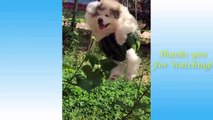 Cute And Funny Pets | You will fall in love with these pets!! PS:Can you control your laughter?