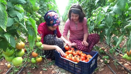 Kovid-19 sürecinde özel izinle ekilen domatesler hasat ediliyor - MERSİN