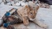 ¡Salvaron a Simba!, el cachorro de león al que fracturaron sus patas para que los turistas se tomaran 'selfies' con él