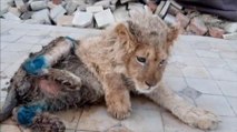 ¡Salvaron a Simba!, el cachorro de león al que fracturaron sus patas para que los turistas se tomaran 'selfies' con él