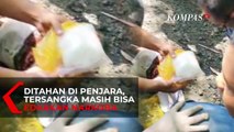 Napi Kendalikan Peredaran Narkoba dari Lapas Bengkulu