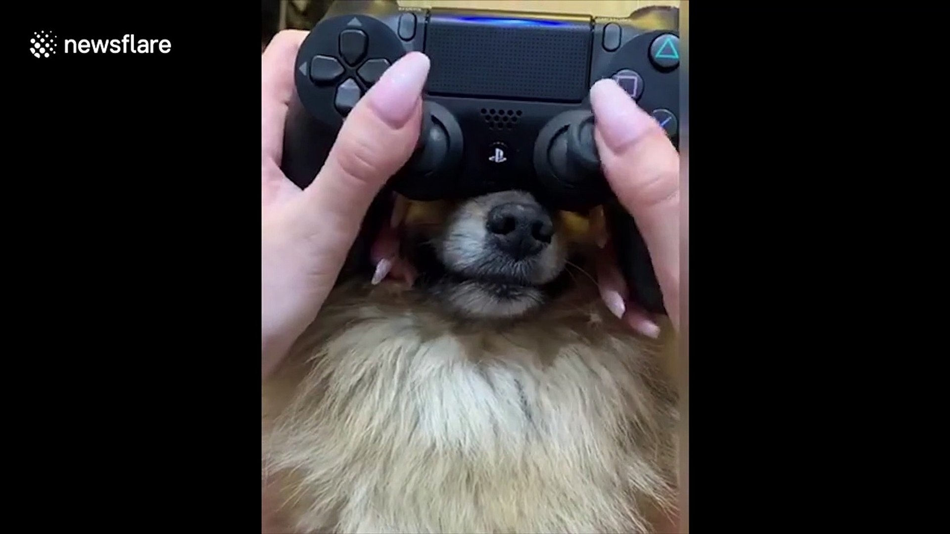 Gamer uses her pet dog's NOSE as an extra joystick while playing - video  dailymotion
