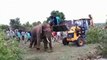 Forest officials rescue elephant that attacked locals and croplands in southern India