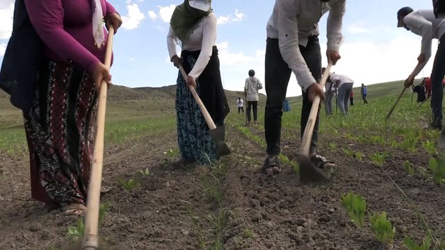 Tarım işçilerinin Muş Ovası'ndaki mesaisi başladı - MUŞ
