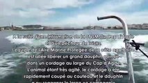 INSOLITE - Cap d'Agde : Un dauphin sauvé de la noyade