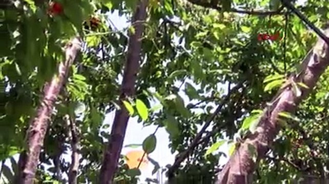 Bir ağaçta 7 farklı meyve yetiştirdi