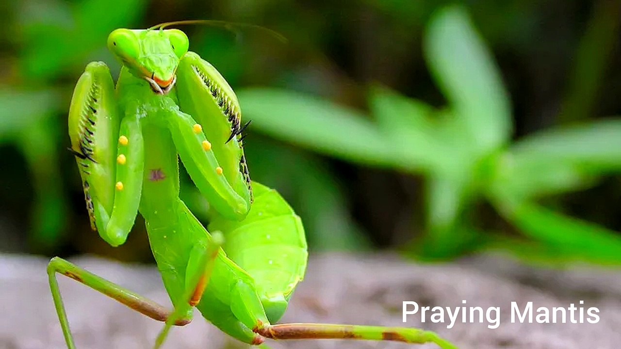 Praying Mantis vs Stink Bug