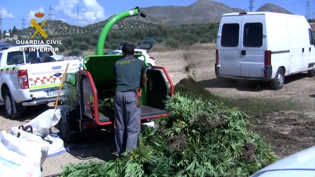 Incautadas cerca de 22.000 plantas de marihuana