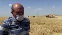 Türkiye'nin en büyük tarım işletmesinde hummalı buğday tohumu mesaisi - ŞANLIURFA
