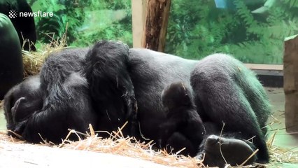 Heartwarming Father's Day Moments with a Silverback Gorilla and His Baby Girl 🦍