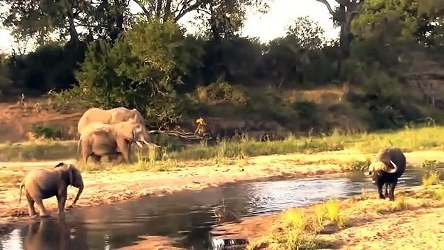 Buffalo save ,baby Takes Down ,Biggest Elephant, Buffalo vs Elephant, - Animal save another, animal
