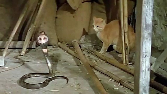 Cat Vs King ,Cobra Snake ,Cat Tiger Attack ,King Cobra Real ,Fight Tiger Attack ,Cobra Snake To ,Death