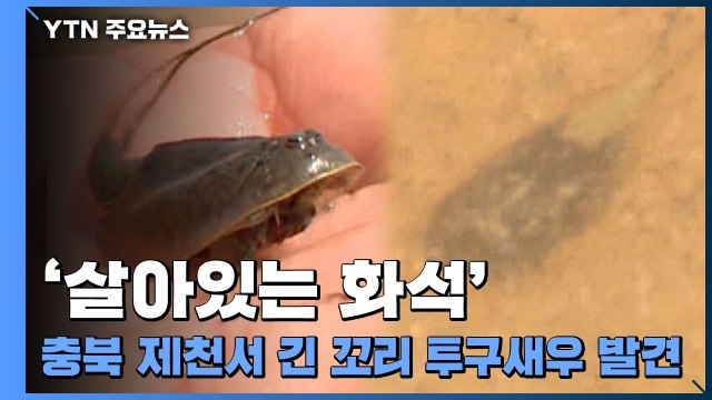 [영상] 충북 제천서 '살아있는 화석' 긴 꼬리 투구새우 발견 / YTN