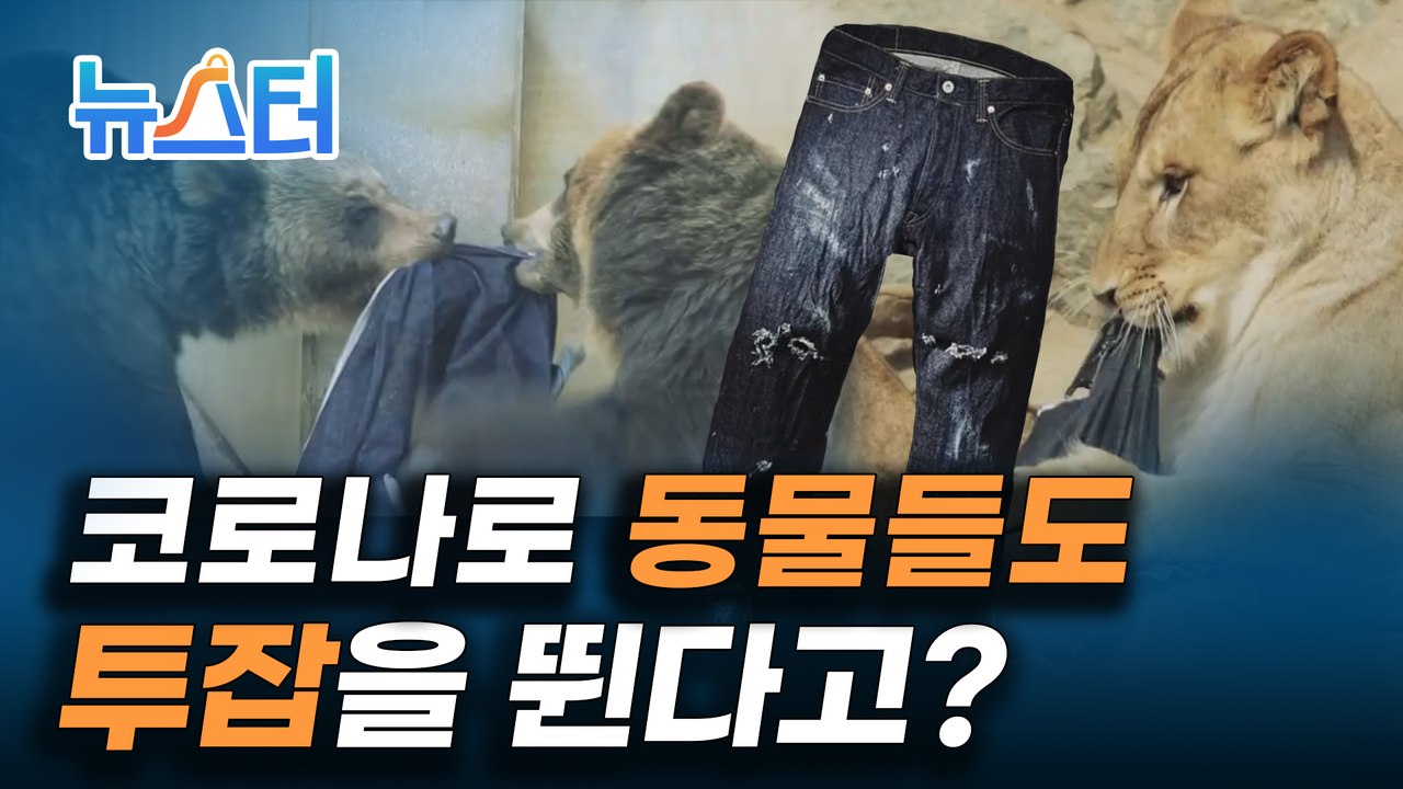 따끈따끈한 신상이 왔어요~ 호랑이가 만든 청바지가 왔어요~!![뉴스터]