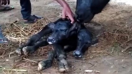 Rare Phenomenon! Buffalo Gives Birth to Two-headed Calf