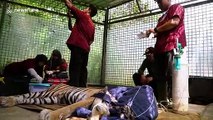 Indonesian officials release Sumatran tigers into wild in attempt to boost species numbers