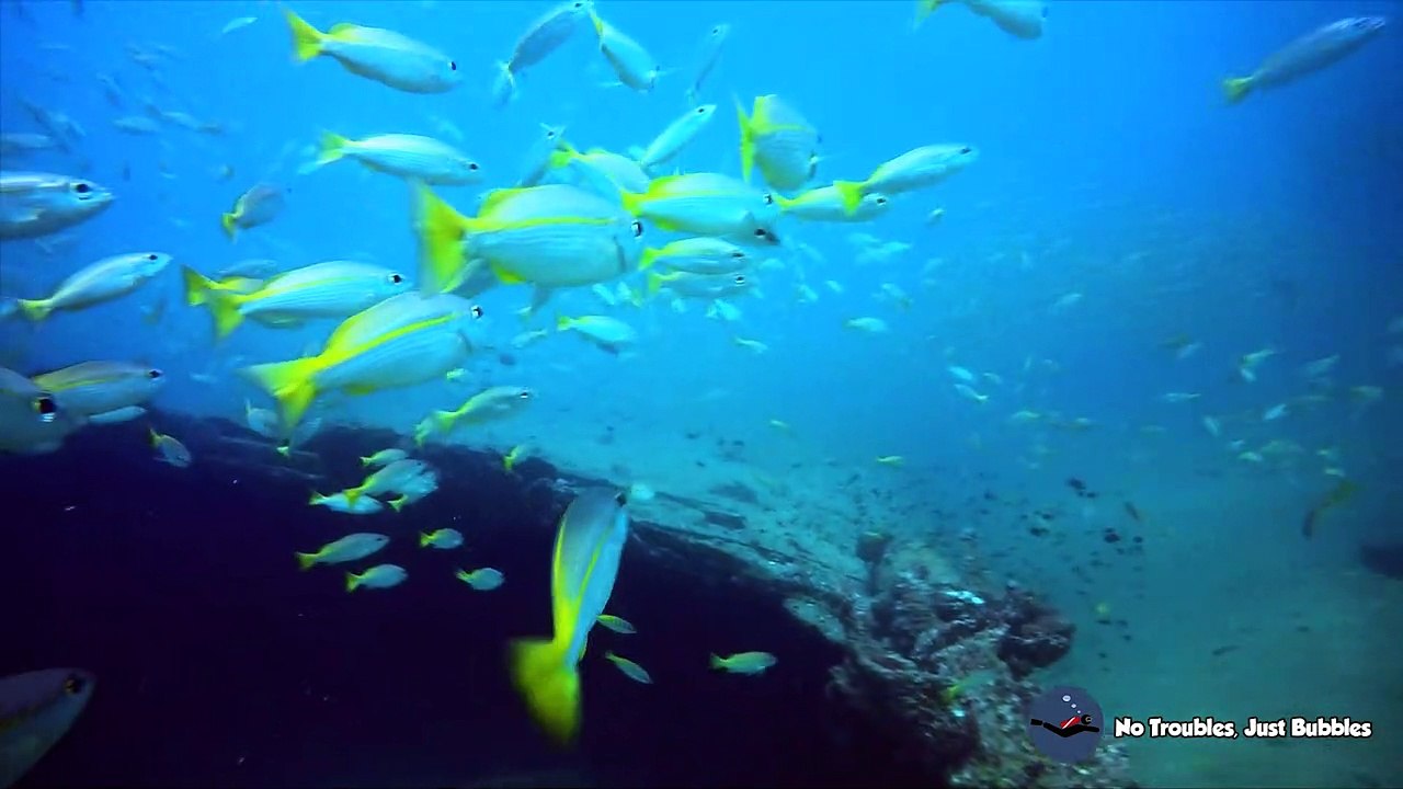 A shoal of juvenile Bigeye Snapper Boonsung Wreck Thailand