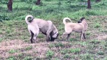 SiMiT KUYRUK KANGALLAR - ANATOLiAN SHEPHERD KANGAL DOGS