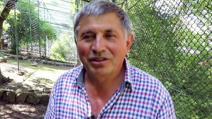 Annesinin yeterince doyuramadığı geyik yavrusunu biberonla besliyor - BOLU