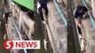 Thai cat rescue mission makes big splash on TikTok