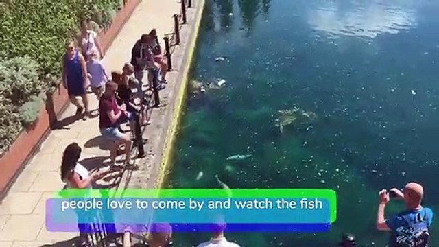 Hands off our fish plea at Doncaster beauty spot