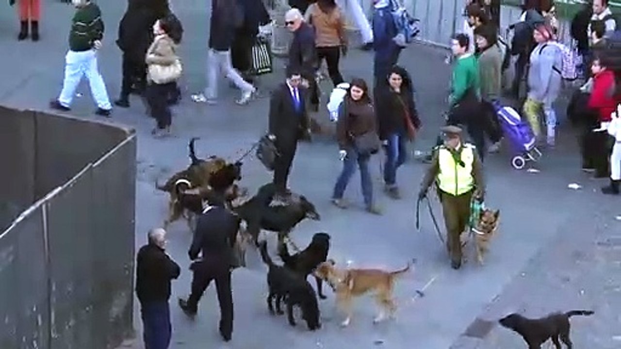 MUST SEE!! POLICE DOG ATTACKED BY PACK OF STRAY DOGS