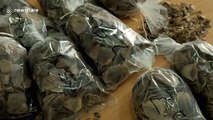 Indonesian authorities thwart smuggling of endangered pangolin