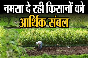NAMSA  दे रही किसानों को आर्थिक संबल
