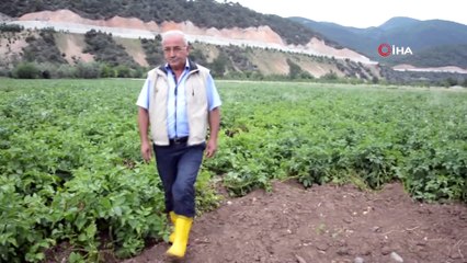 Böyle hırsızlık görülmedi...Yaklaşık 1 ton patatesi tarladan söküp çaldılar