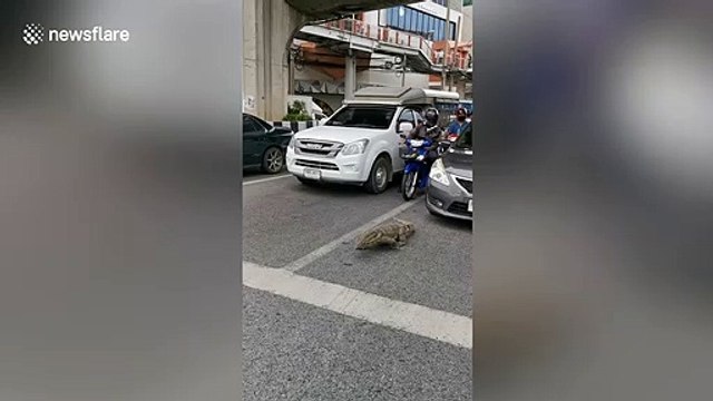 Wild monitor lizard wanders on road holding up traffic in Thailand