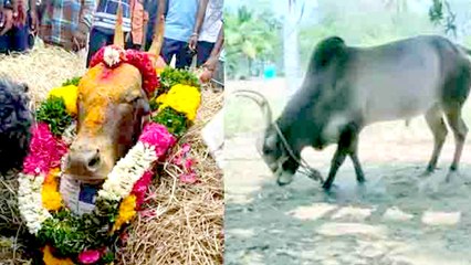 Jallikattu காளையை துன்புறுத்திக் கொன்ற குடிகார இளைஞர்கள்
