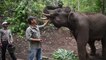 Thai elephants return to villages as tourists disappear amid coronavirus pandemic
