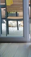 Upside Down Corgi Smiles at Human