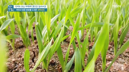 체지방↓ 염증 배출은↑ 안성 맞춤 [새싹보리]