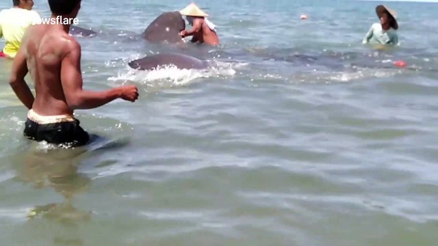 Beached whale shark rescued after getting tangled in fishing net in the Philippines