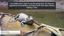 Watch Butterfly And Bee Drink Crocodile's Tears