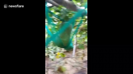 This Vietnamese village grows GIANT winter melons weighing up to 80 kilograms