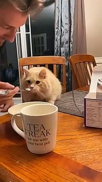 Un chat goûte de la crème glacée et on peut dire qu'il a aimé cela