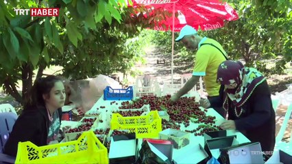 'Lapseki devi'nin hasadı başladı