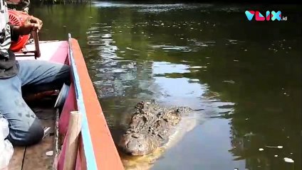 Riska, Buaya Monster Sahabat Warga Bontang