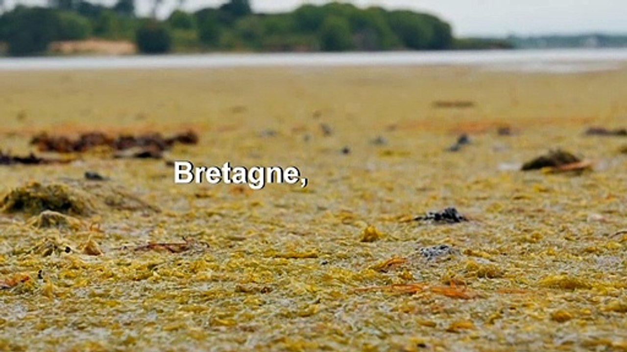 Algen-Invasion an französischer Atlantikküste