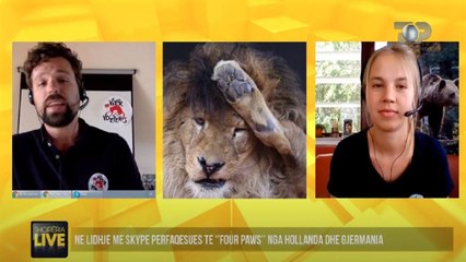 Si u tranformua luani Lenci nga Fieri në Hollandë - Shqipëria Live, 12 Qershor 2020