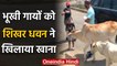 Shikhar Dhawan shared a video on instagram feeding hungry animals during lockdown | वनइंडिया हिंदी