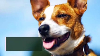 6 mitos sobre los perros