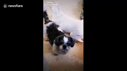 Quirky dog's ears stand up straight when she hears the word 'treat'
