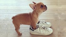 Best Cutest Dog Videos - Funny and Cute French Bulldog Puppies - Bulldog Awesome