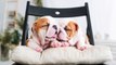 Cutest Bulldog Puppies _ Funny and Cute English Bulldog Puppies Compilation (Oct) 2018 #2
