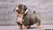 THE AMERICAN BULLY DOG - Funny and Cute American Bully and Pitbull Compilation
